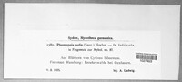 Diaporthe rudis image